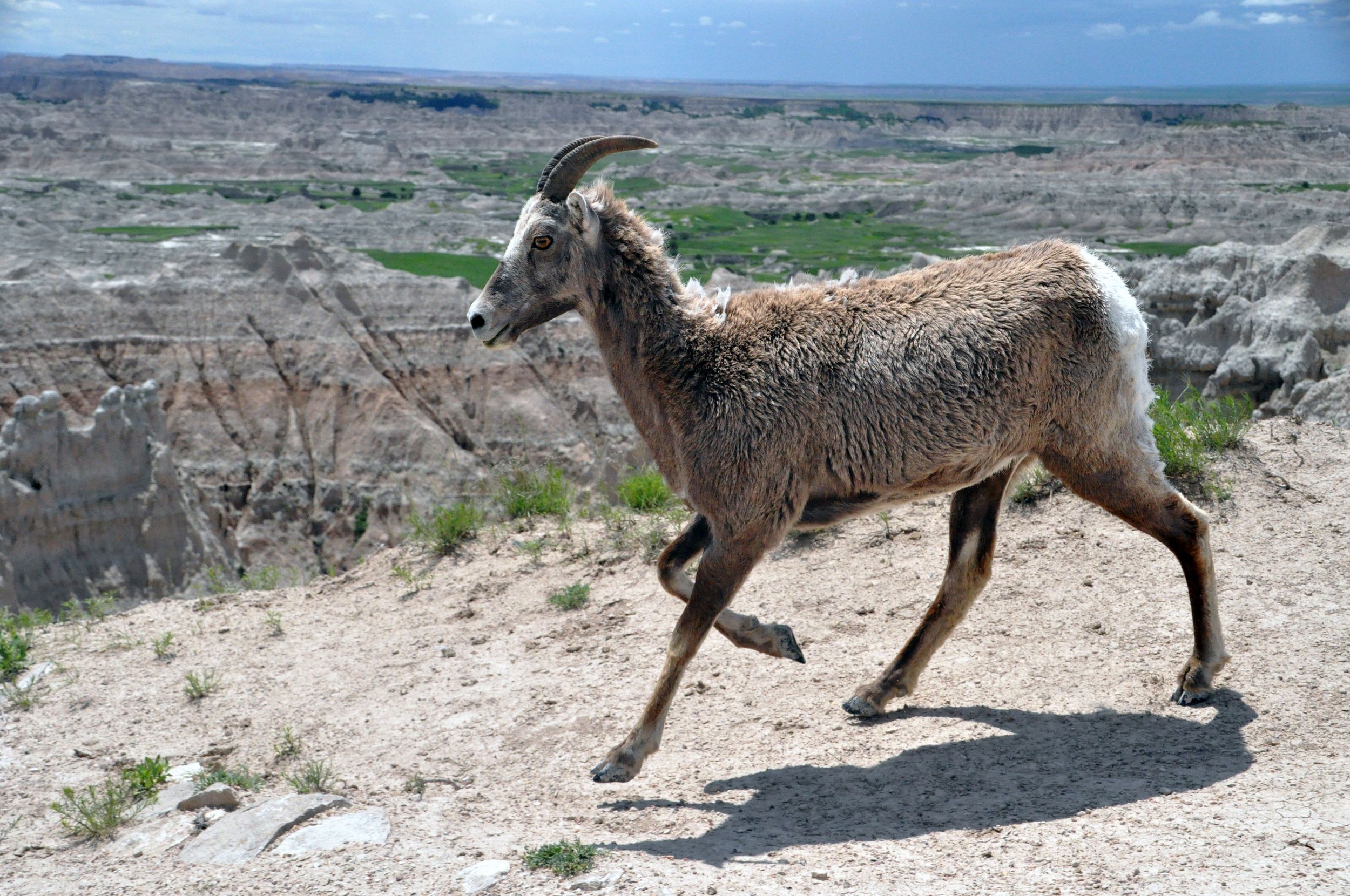 South Dakota Badlands, Bighorn Sheep