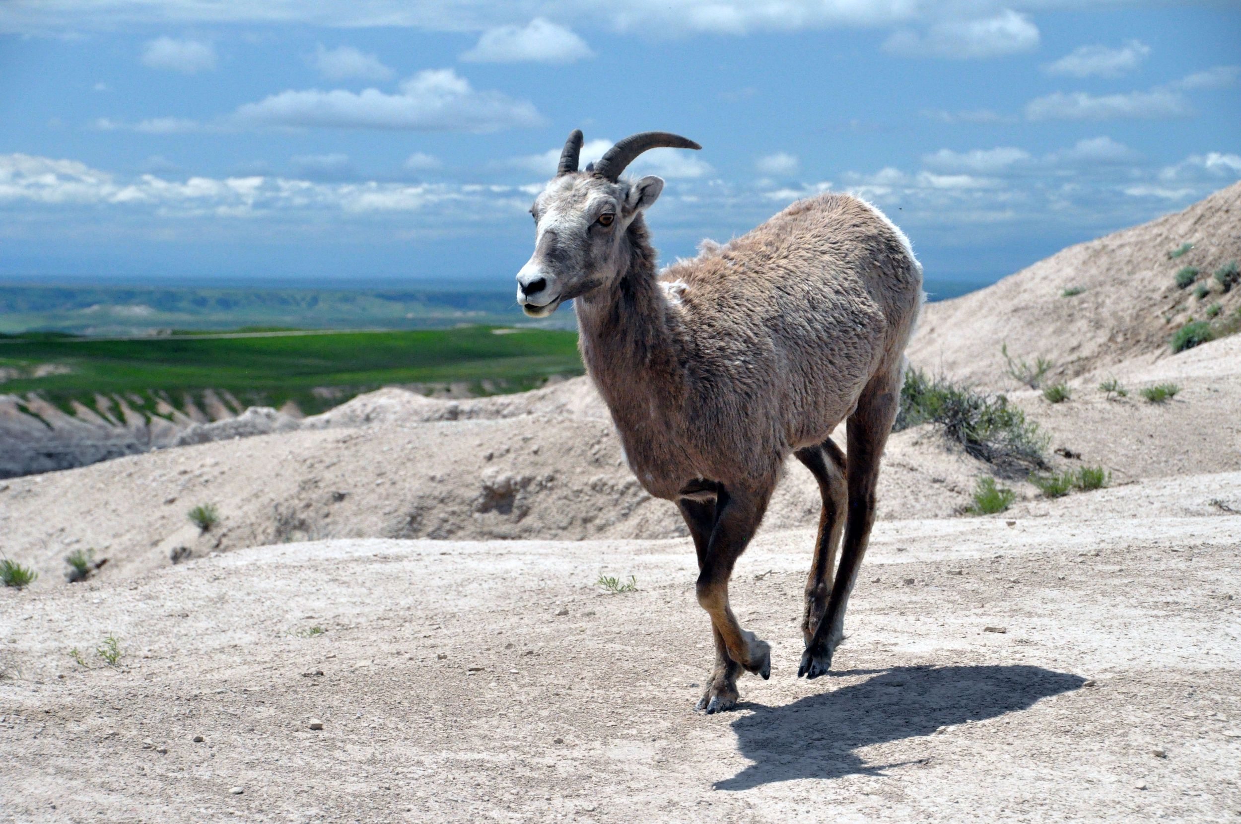 Bighorn Sheep, South Dakota