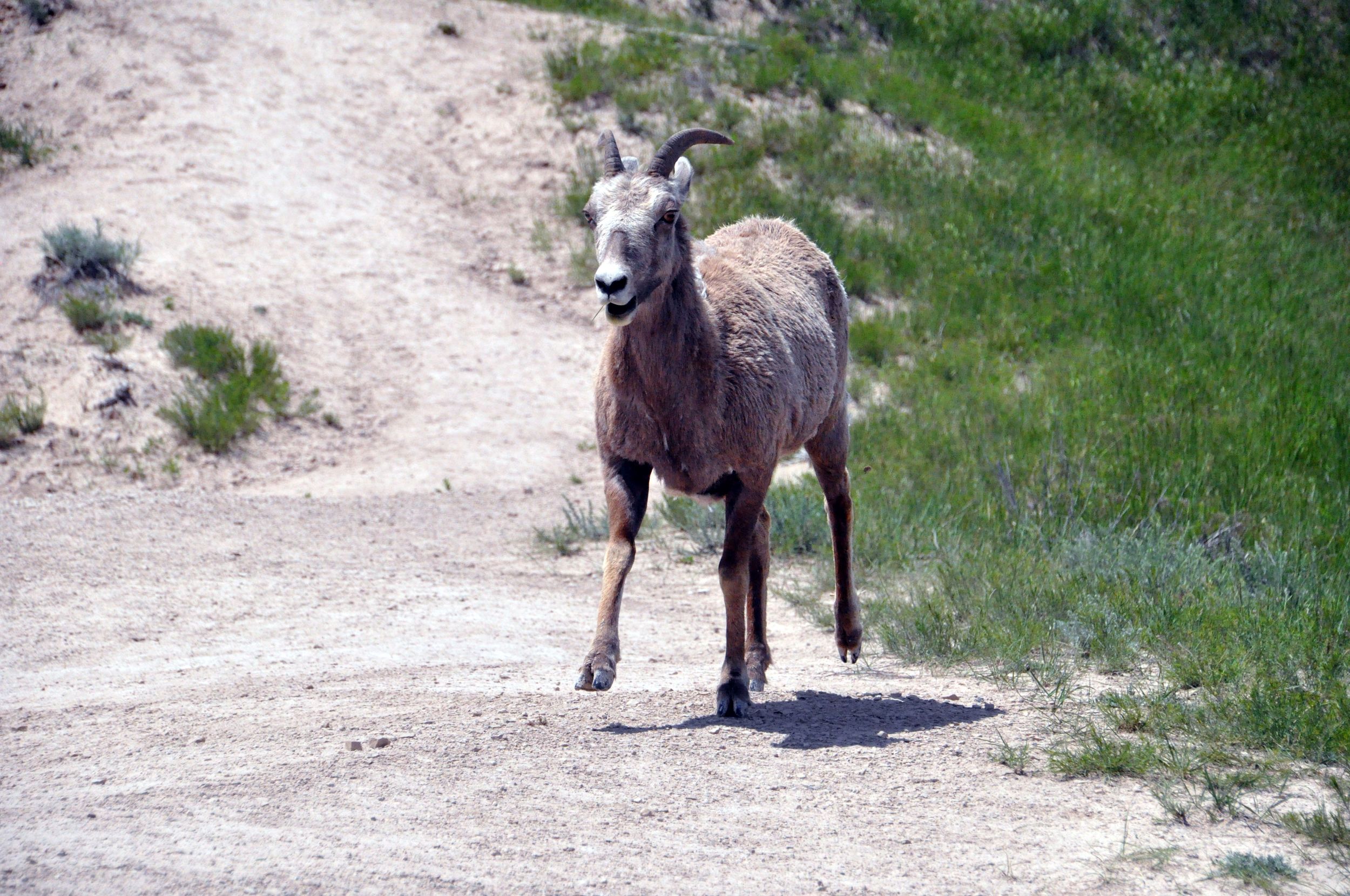 Big Horn, Badlands National Park