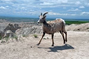 Bighorn Sheep, South Dakota