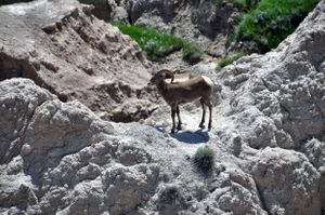 Bighorn Ram, Badlands National Park