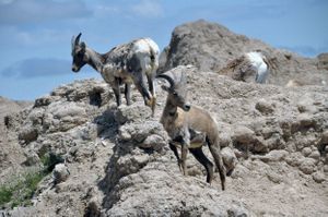 Bighorn Sheep, South Dakota