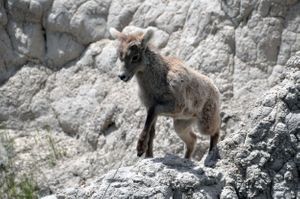 Bighorn Lamb, Badlands National Park