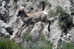 Bighorn Lamb, Badlands National Park