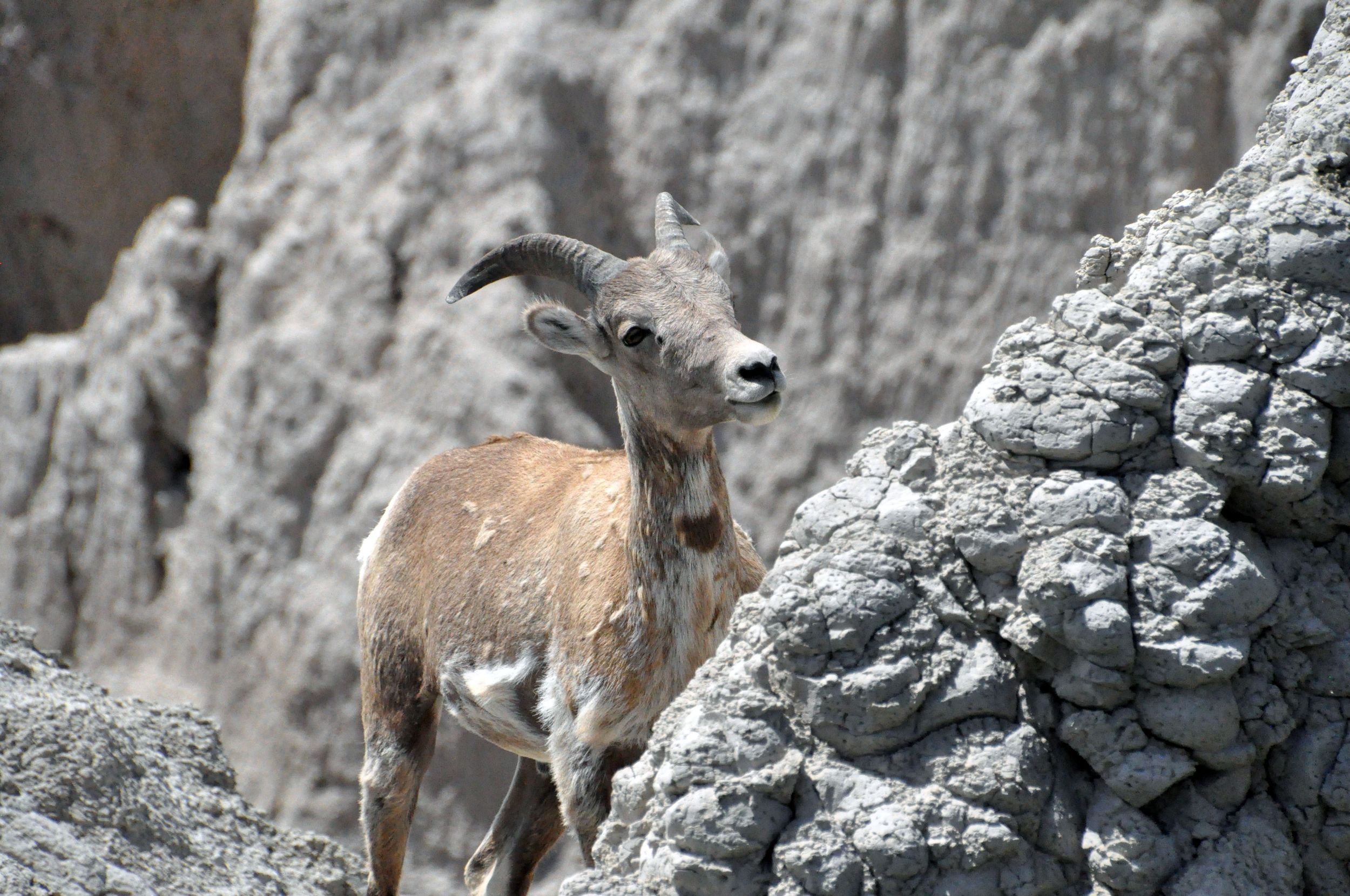 Bighorn Sheep, South Dakota