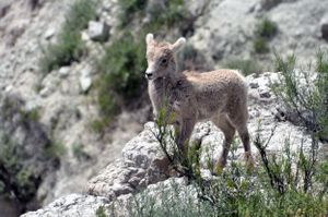 Bighorn Lamb, South Dakota