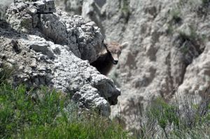 Bighorn Lamb, South Dakota