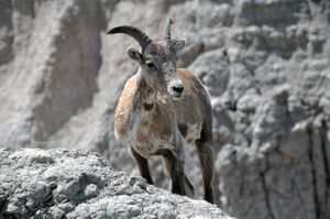 Bighorn Sheep, Badlands National Park