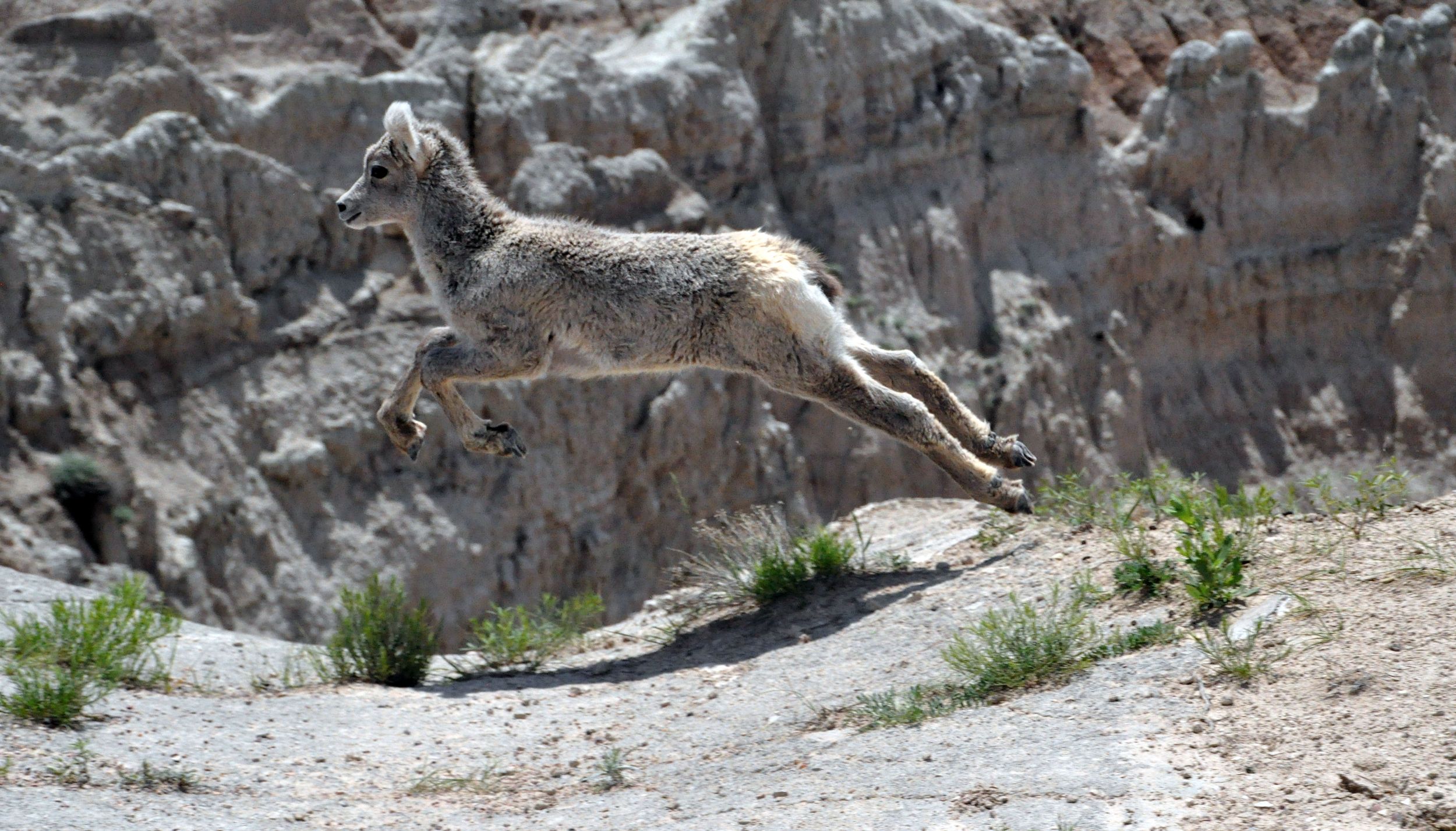 Bighorn Lamb, South Dakota, Badlands National Park