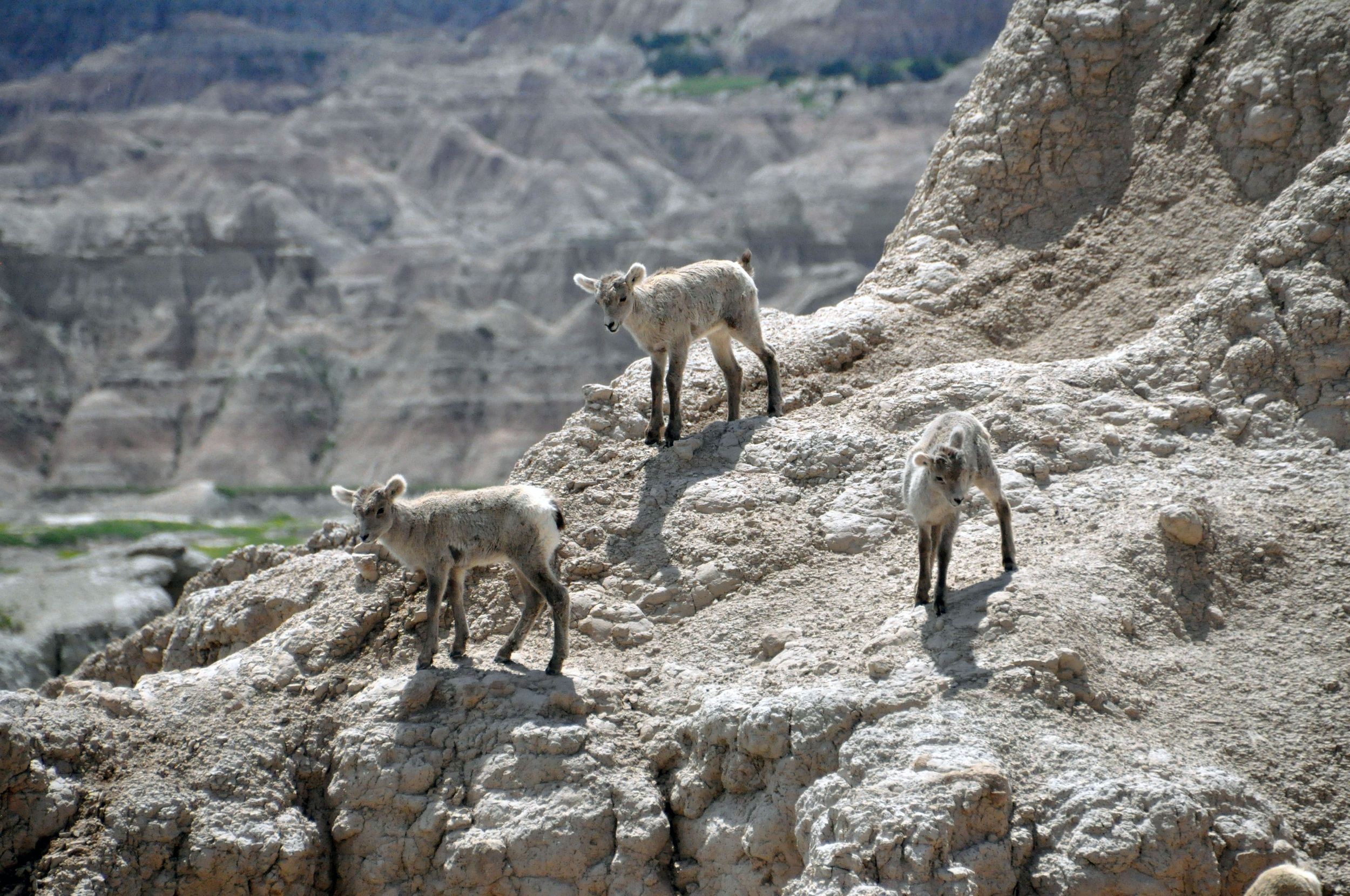 Bighorn Lambs, Badlands National Park