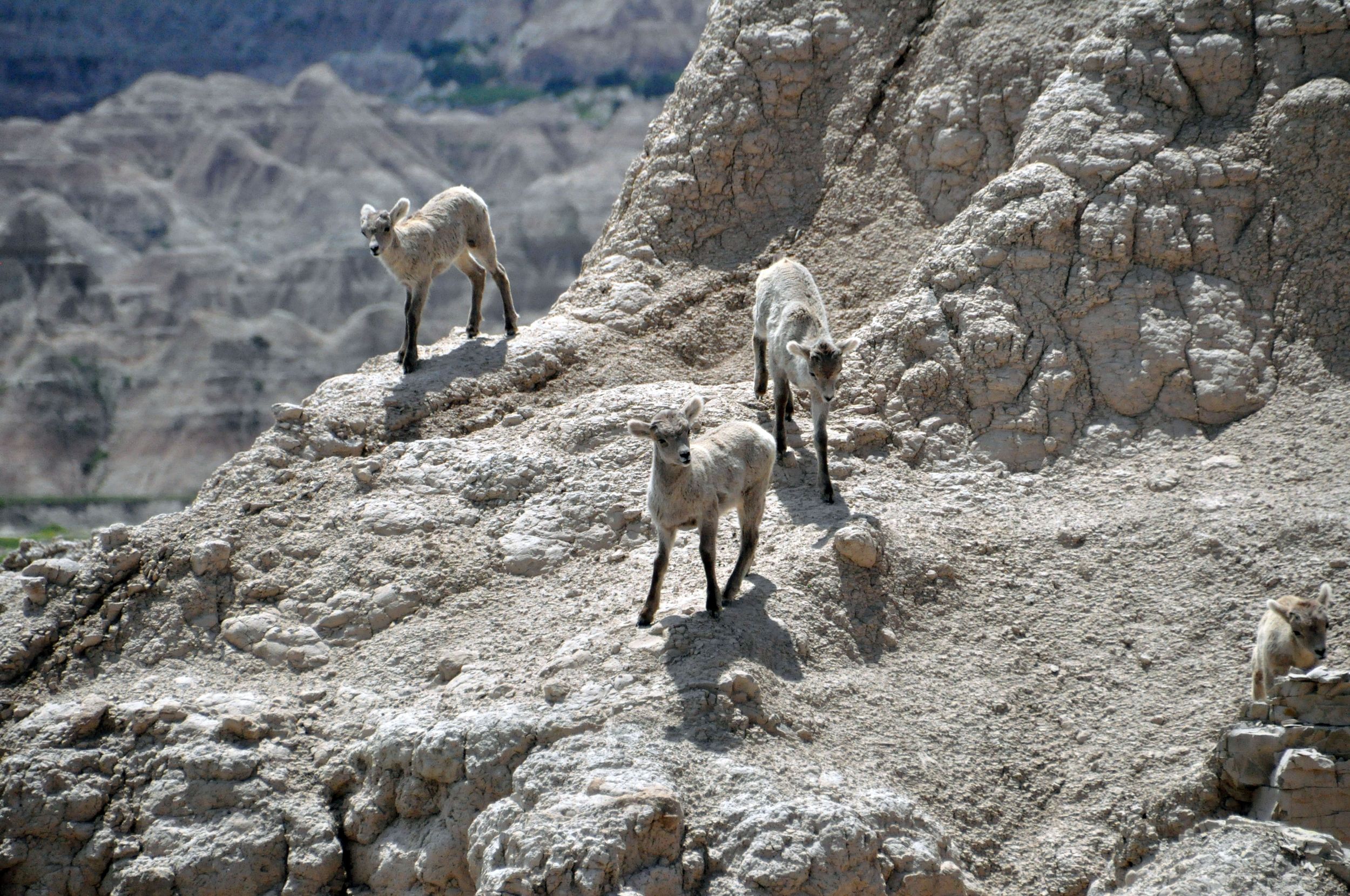 Bighorn Sheep Lambs, Badlands National Park