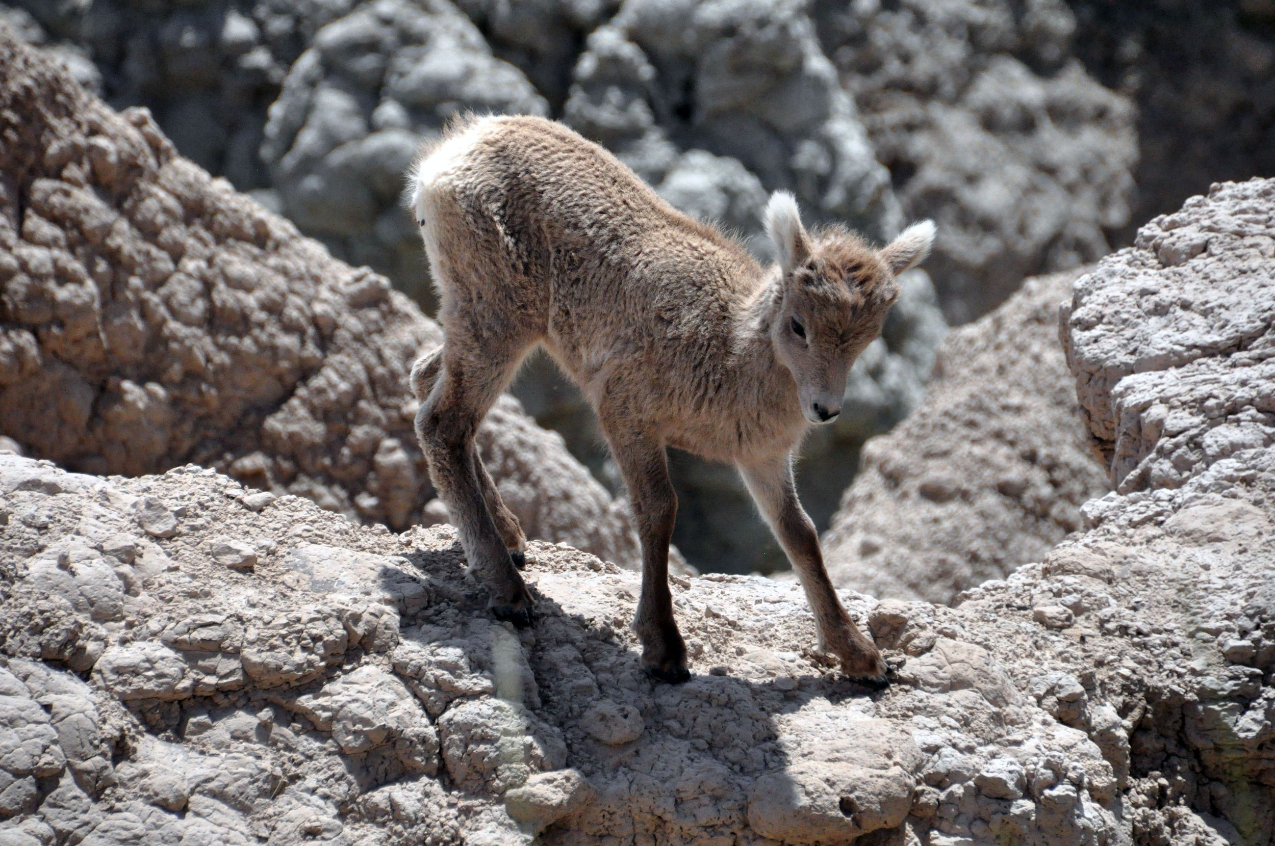 Bighorn Sheep, Badlands National Park