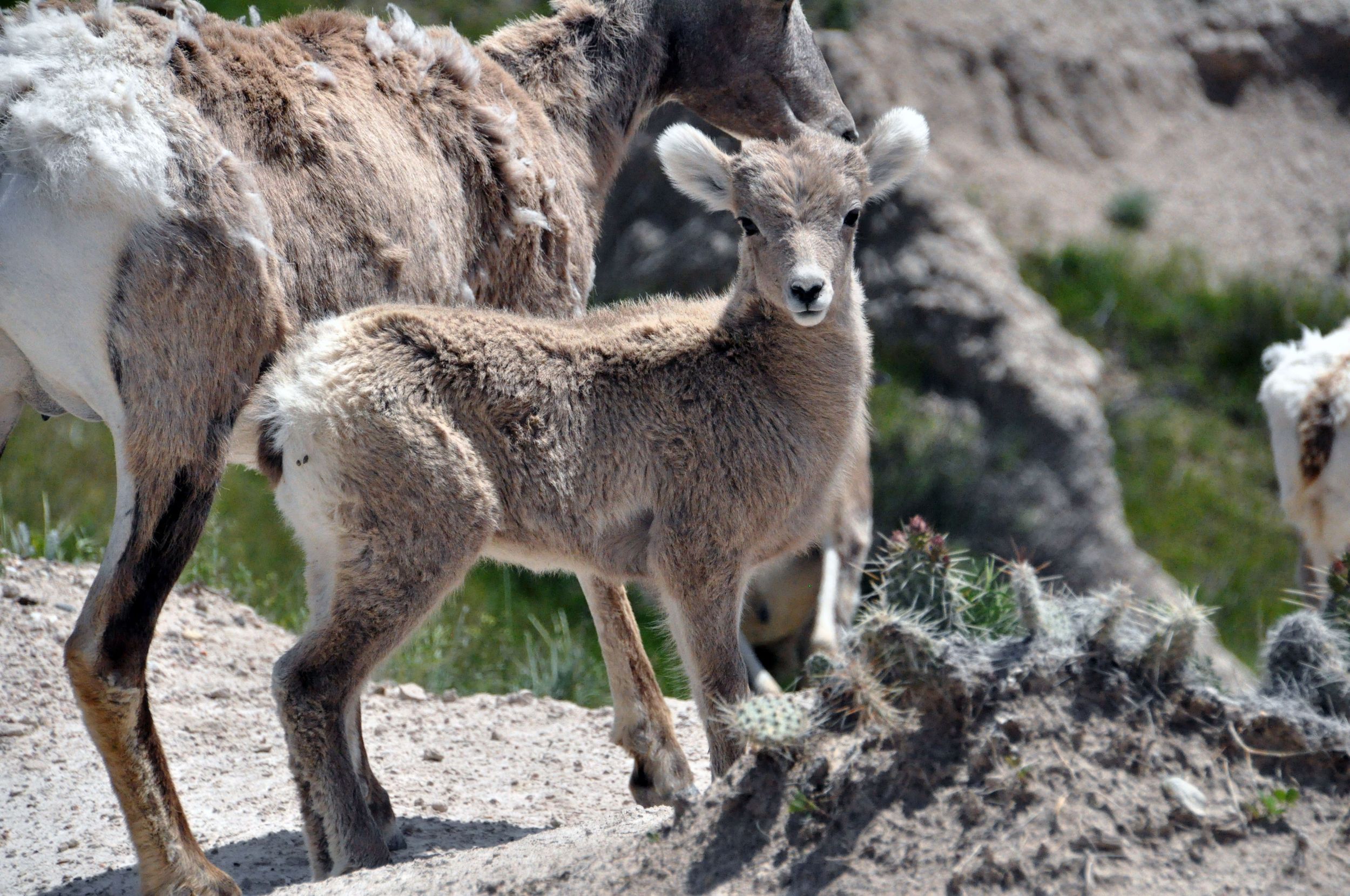 Bighorn Lamb