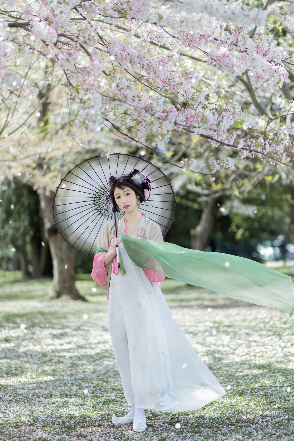 Elegant dance performance with parasol under falling cherry blossom petals.