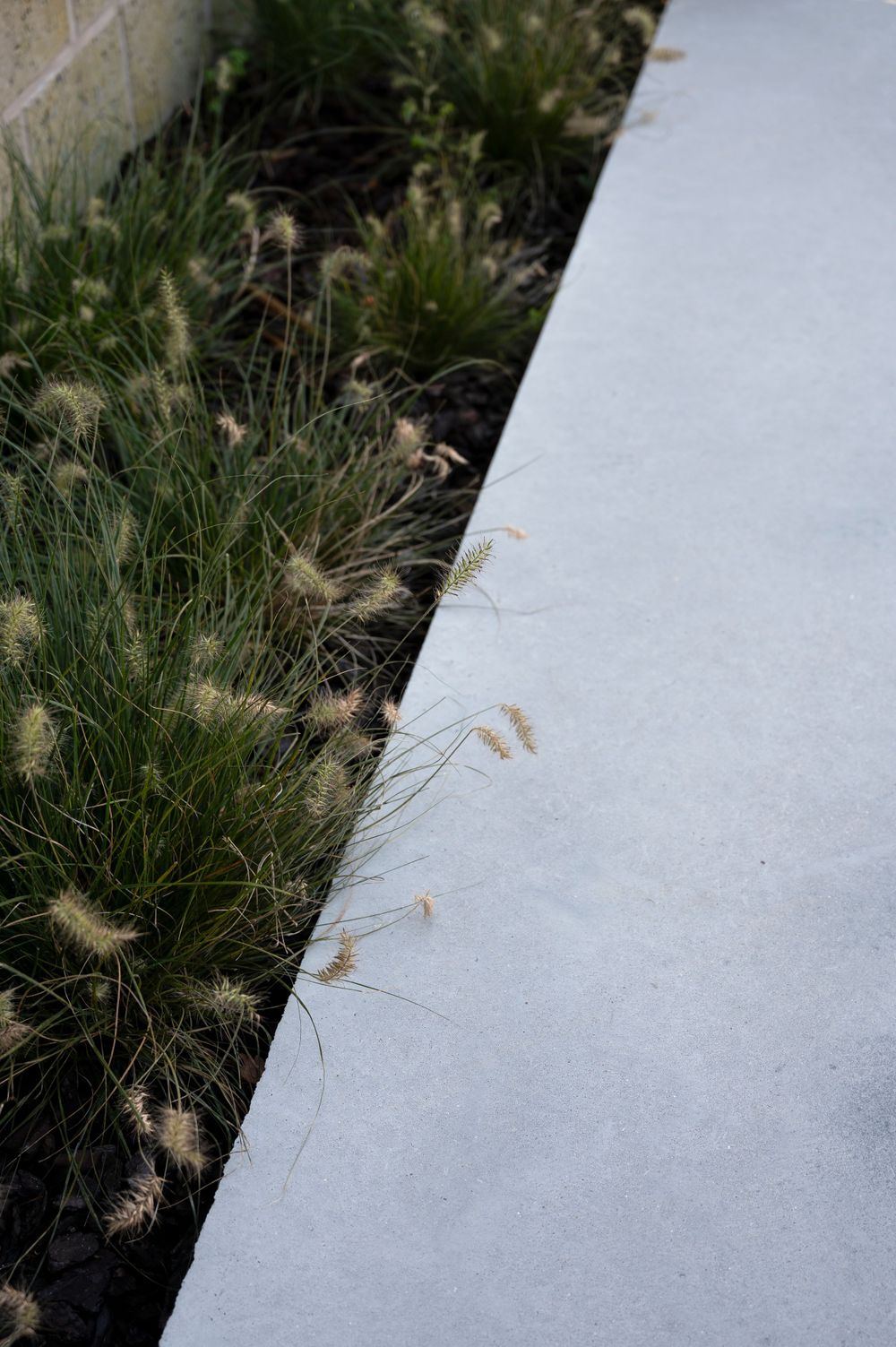 Close-up view of ornamental grasses bordering a light grey concrete pathway.