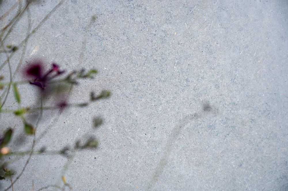 Abstract view of smooth white concrete surface with subtle shadows cast by nearby plants.