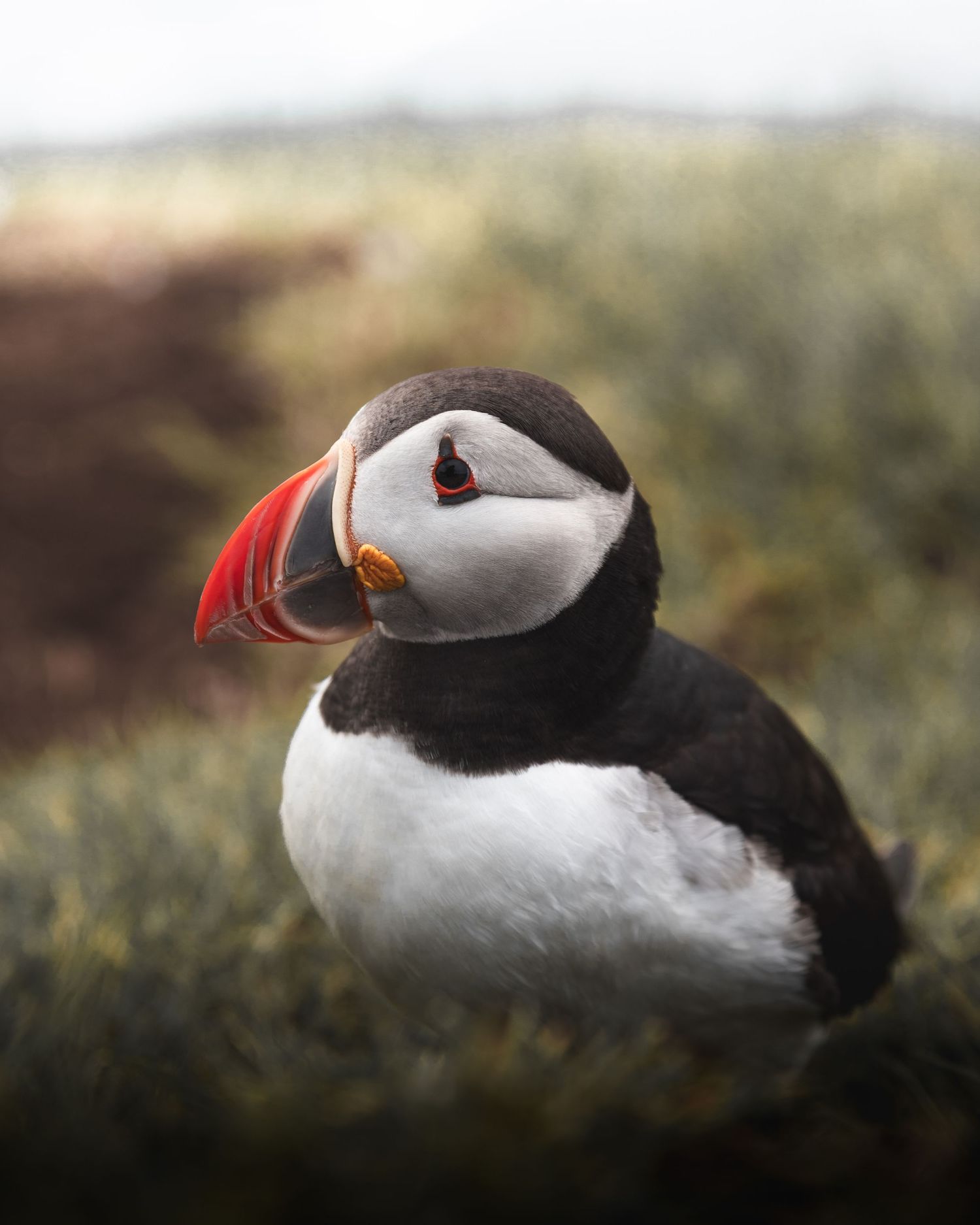 Les Îles Féroé, blog voyage et photos par Julie Fox Photography - Les macareux à Mykines