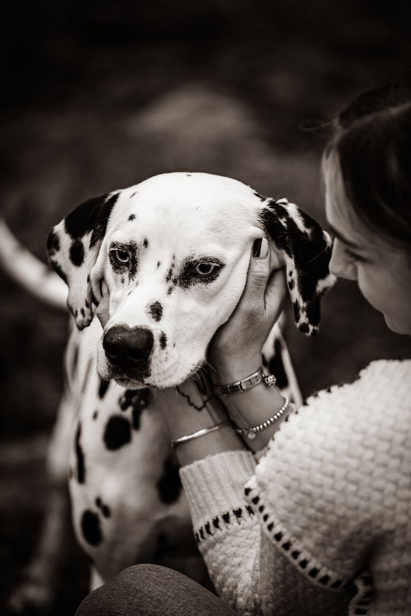Black and white portrait of a Dalmatian dog with distinctive spots wearing decorative jewelry.