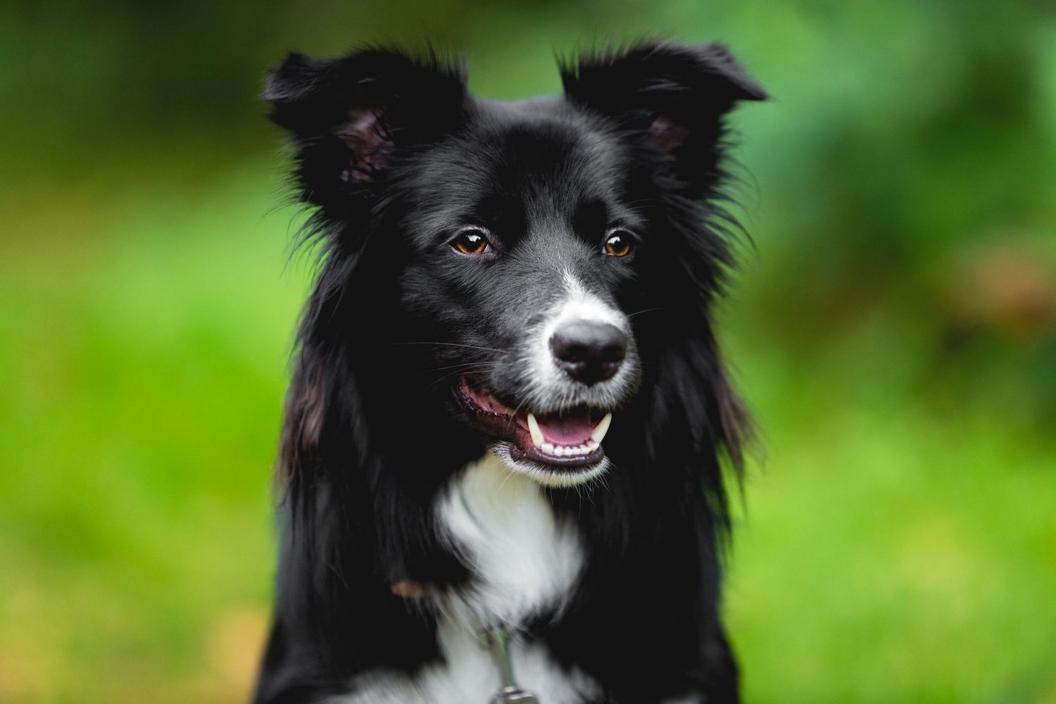 Close up portrait of a happy black and white Border Collie dog with bright eyes outdoors.