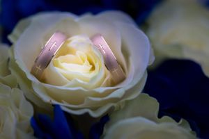 Soft focus macro shots of cream colored roses with dark blue background.