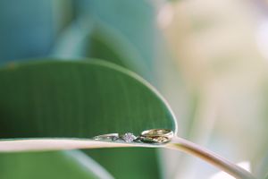 Classic and film-inspired wedding photography in Madison, Wisconsin. Wedding rings close up macro on a large indoor plant leaf.