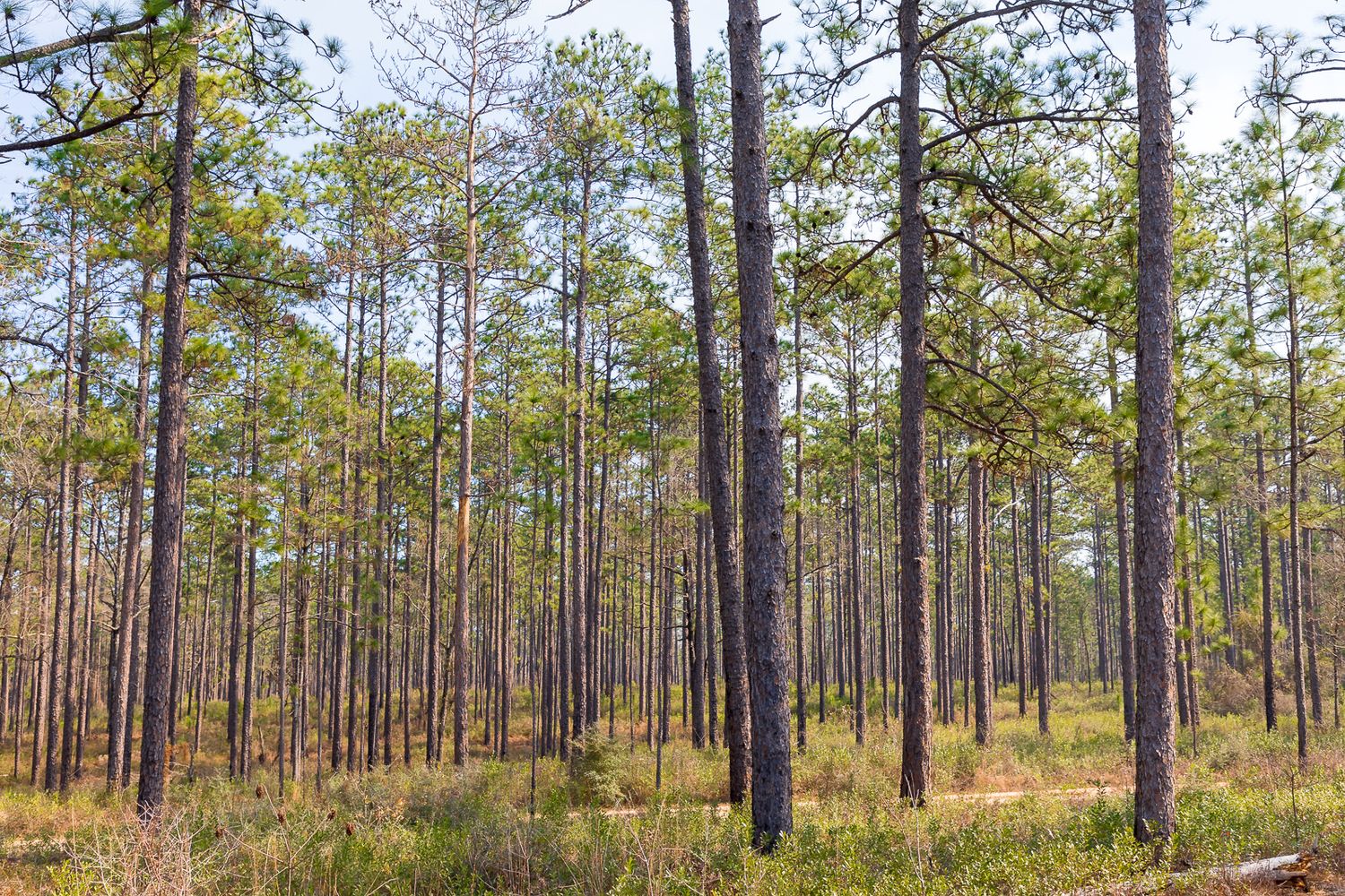 land real estate for recreational or agricultural use by Carter Photography & Design