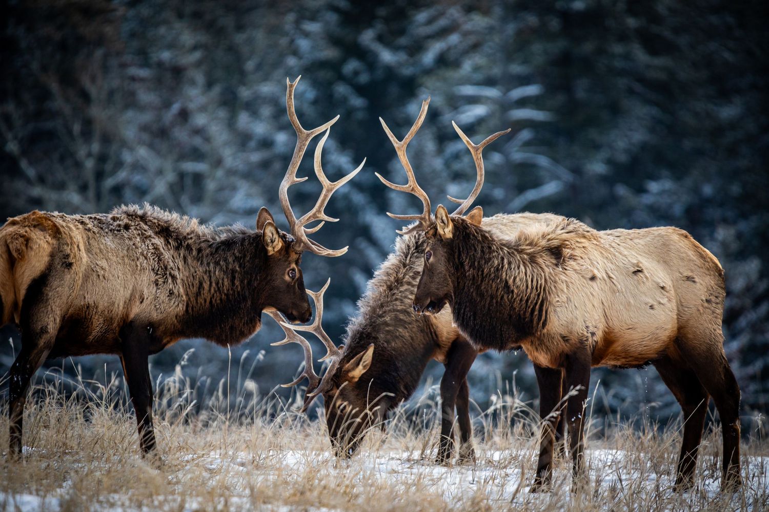 Two bull elk with large antlers grazing in a snowy field during winter.