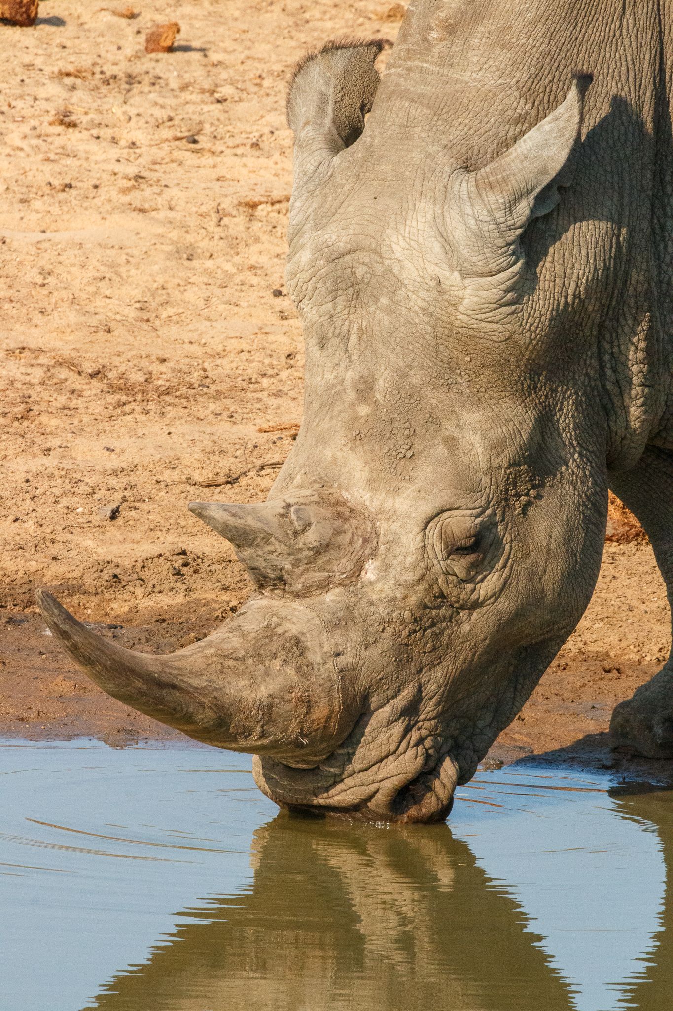 Rhinoceros drinking from waterhole in Namibia Africa