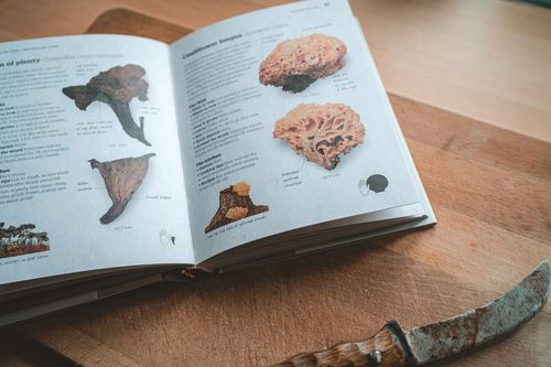 Foraging Equipment Essentials - The Grizzly Forager: The Definitive ...