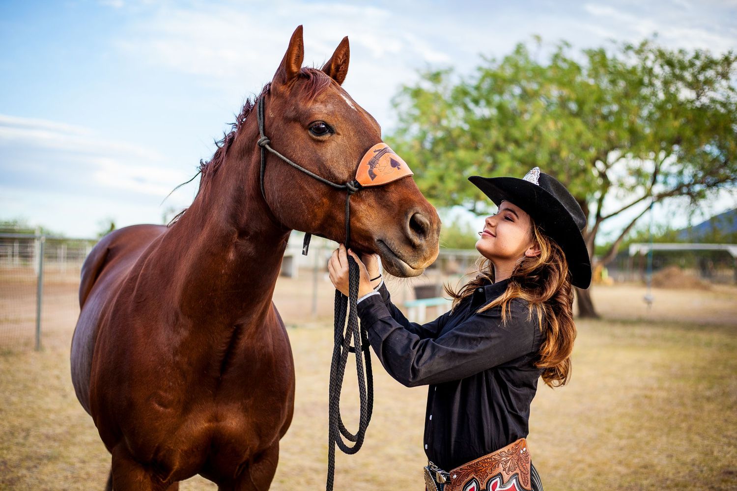 Pets Horses Animal Portraits
