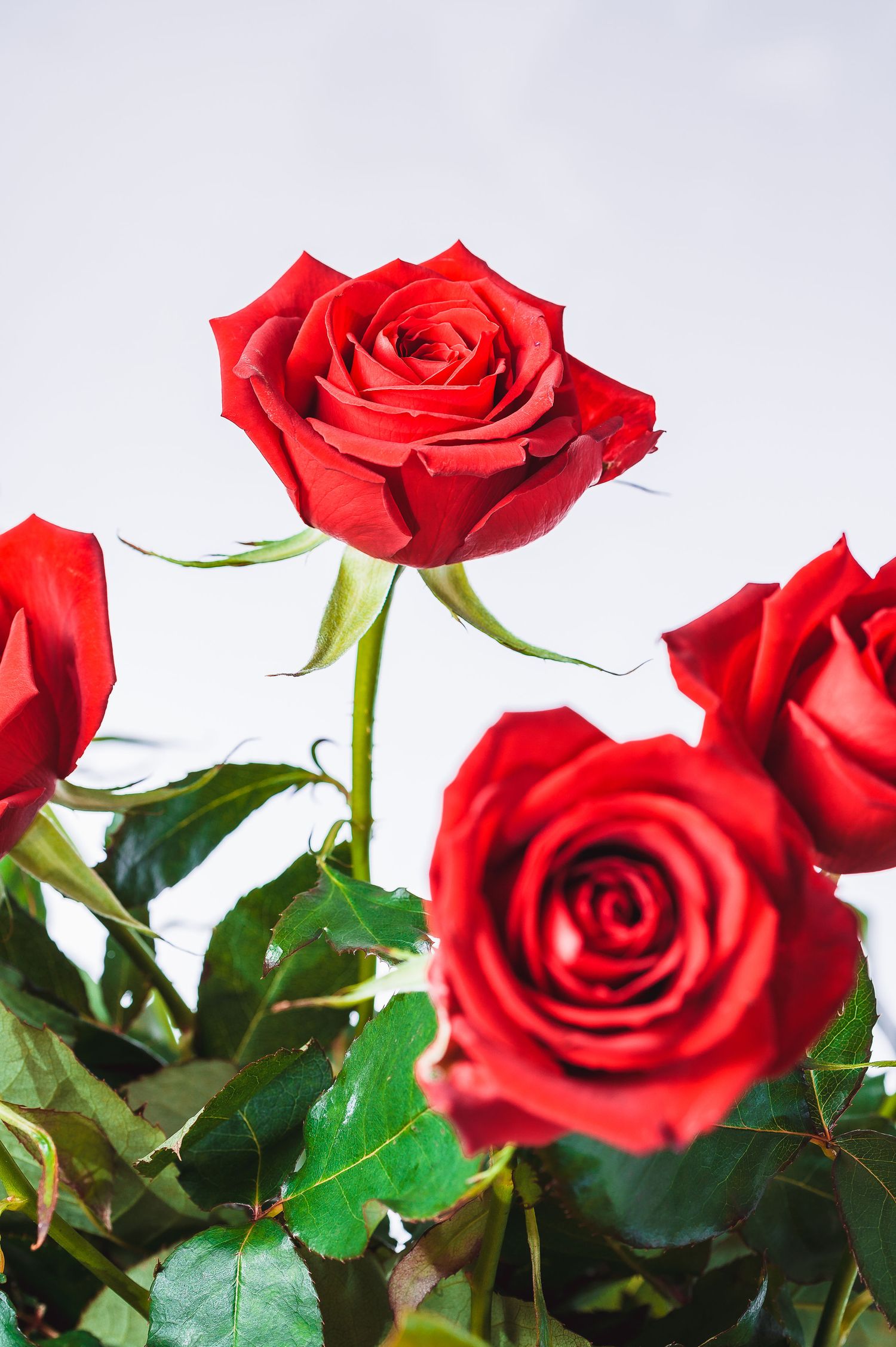 Three perfect red roses with green stems and leaves against white background.