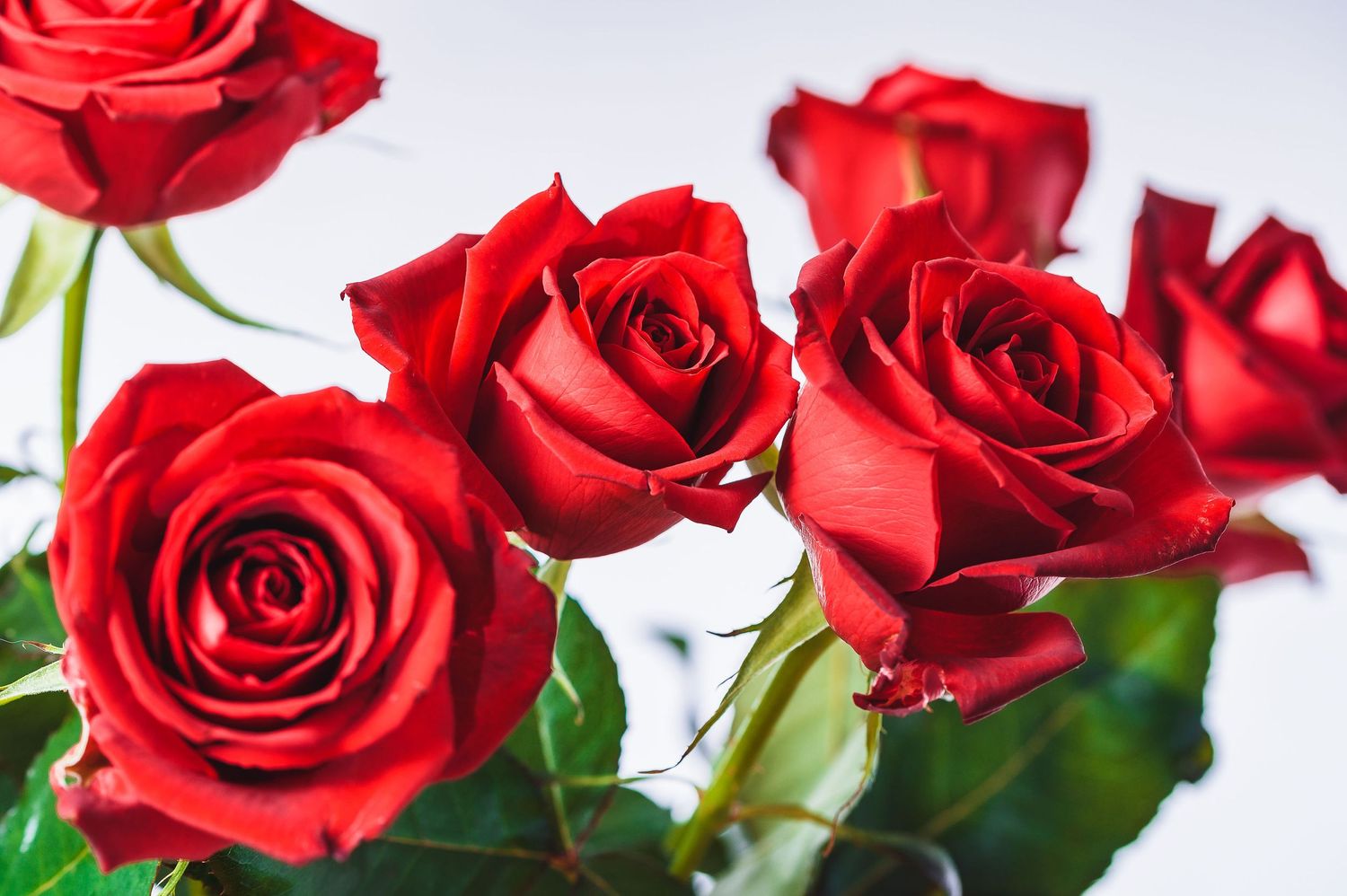 Cluster of vibrant red roses in full bloom against light background.