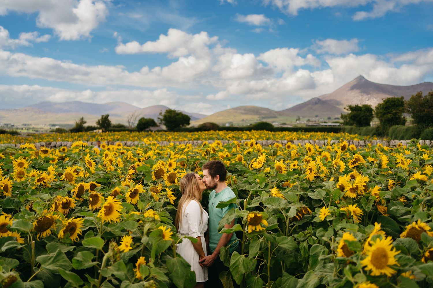 A vibrant sunflower field stretches toward mountains under blue skies.