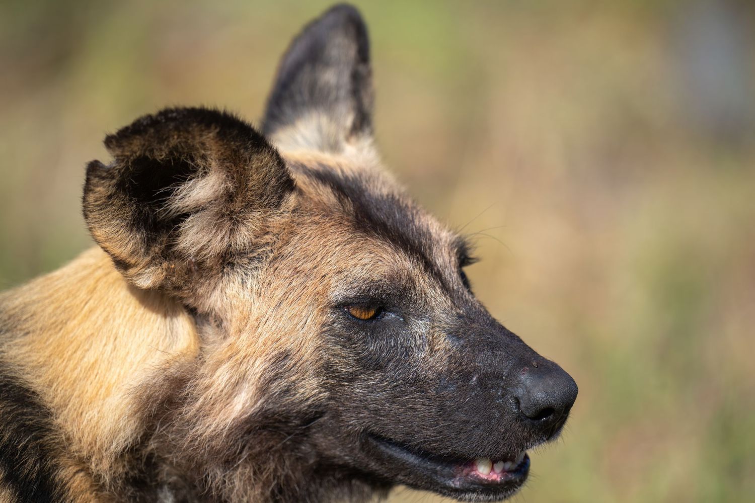 Wild African hunting dog shows sharp teeth in profile view.
