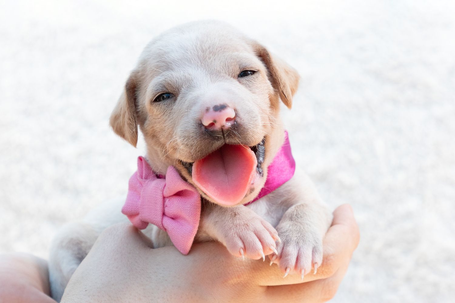 Fotografía canina profesional en exteriores