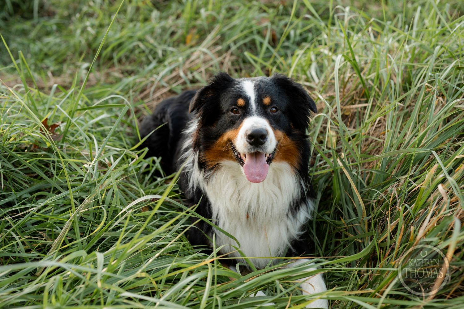 An Australian Shepherd dog with black and white fur sits alertly in tall grass with a happy expression.