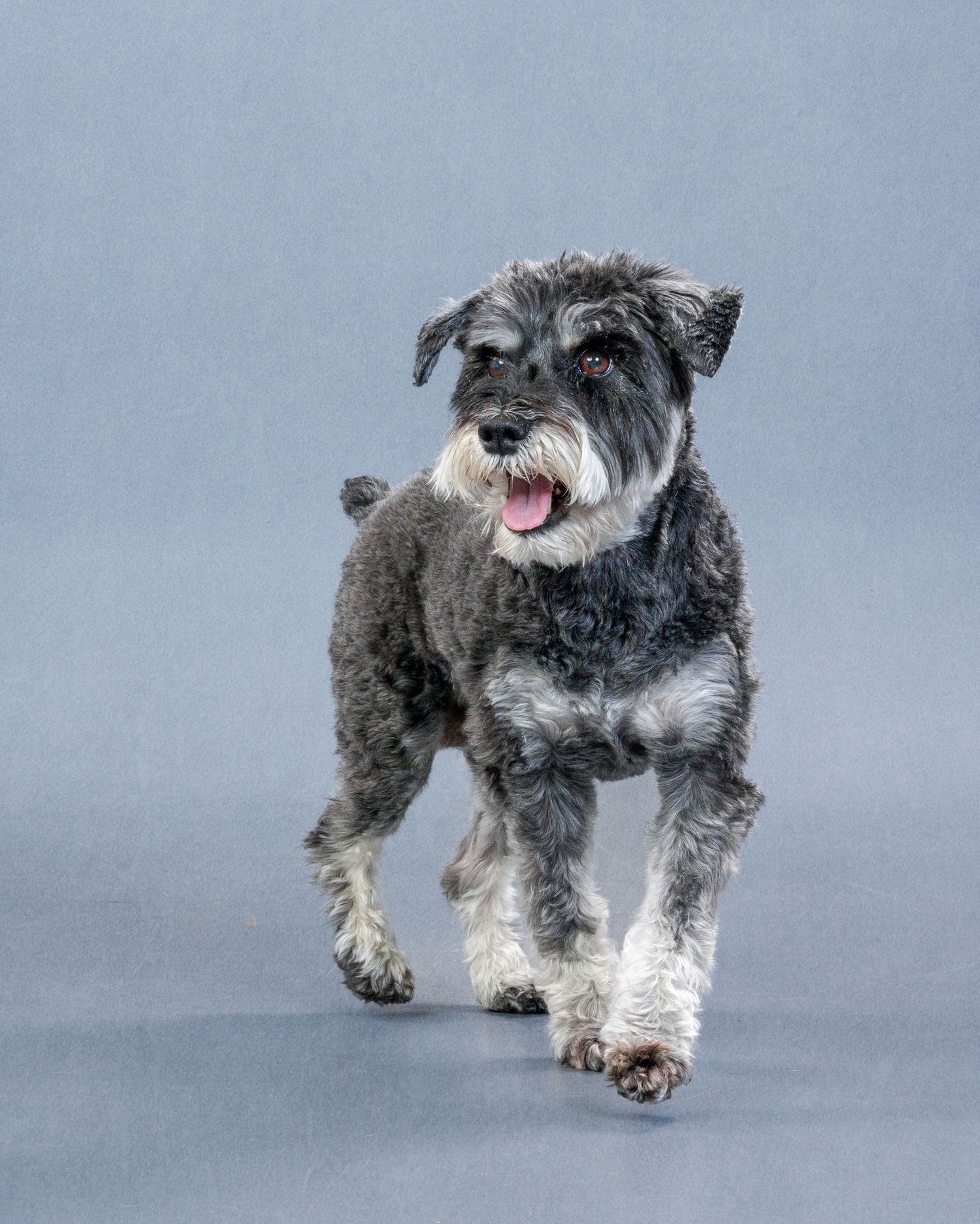 Professional Pet Photography