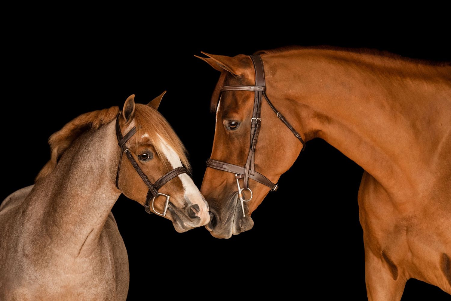 Horse and pony black background