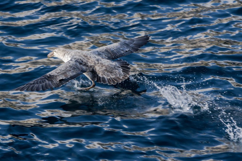 Dolphin leaps through blue ocean waves creating splash.
