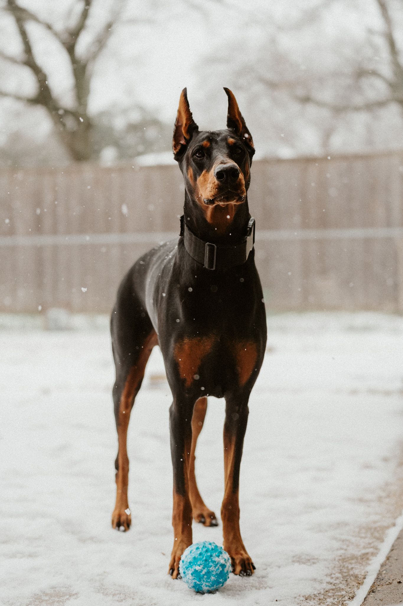 doberman puppy in the snow in dallas texas with ball play, taking by alex marie photography dalaska.