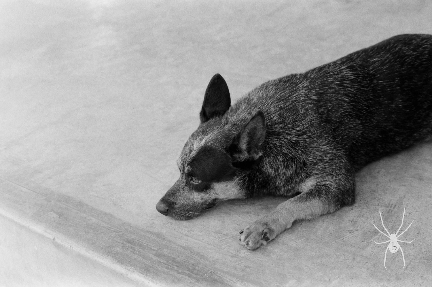 Black and white photo of a dog resting with head down on a light surface.
