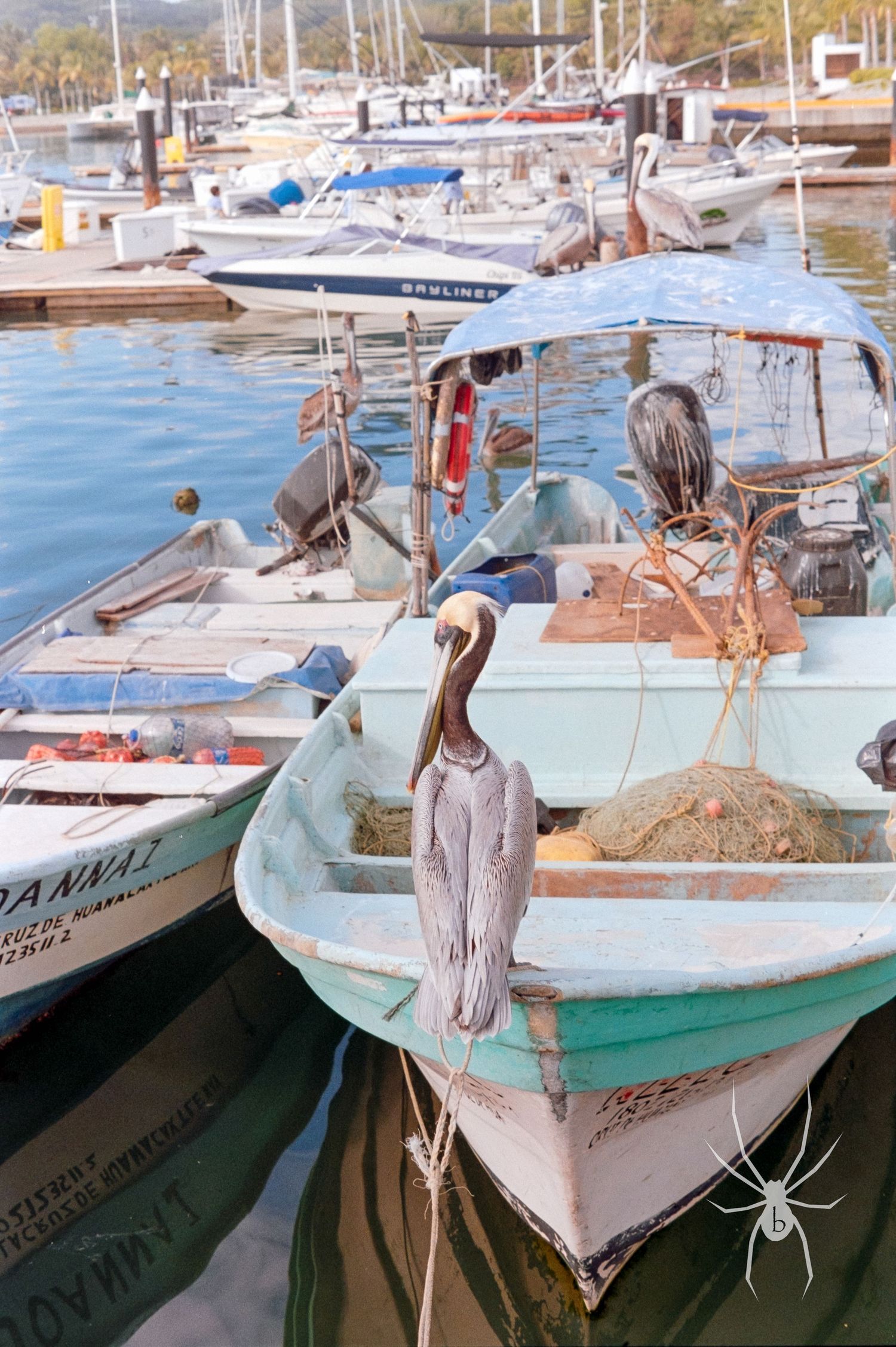 Pelicans perched on fishing boats in a marina during sunrise.