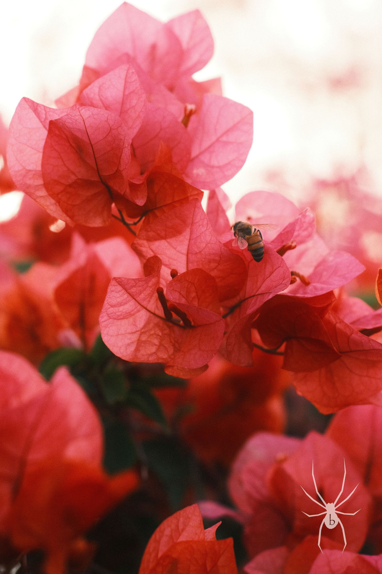 Vibrant pink bougainvillea flowers in bloom with delicate petals.
