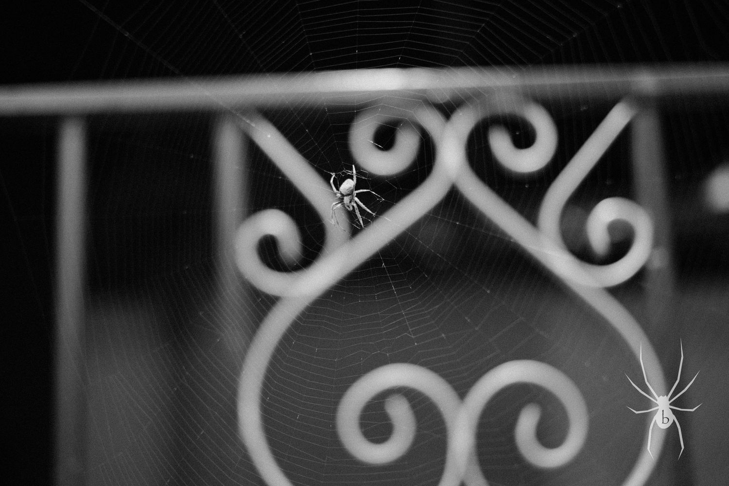 Close-up black and white detail of ornate wrought iron railing with spider web design.