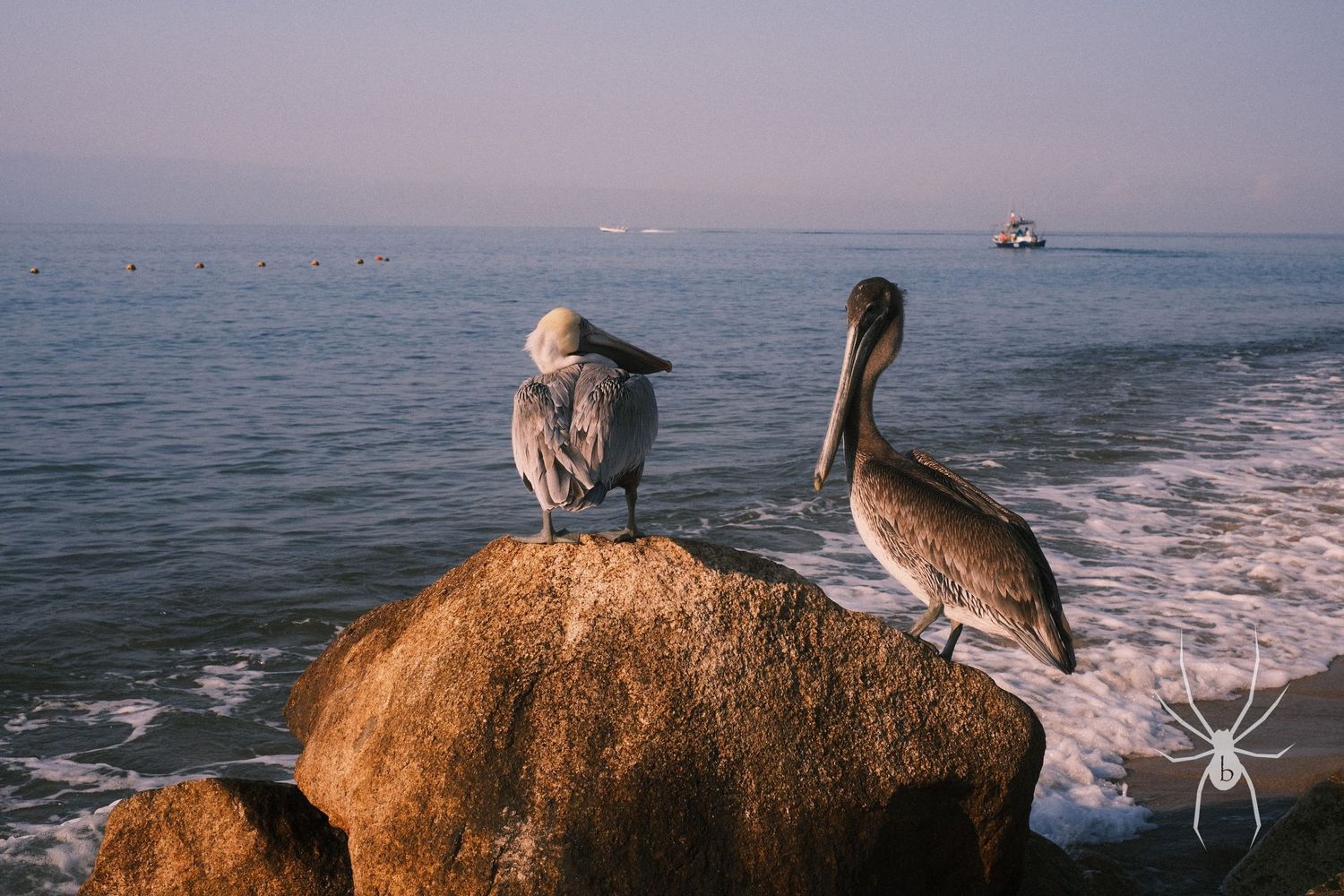 Two pelicans perched on a coastal rock with ocean waves and boat in background.
