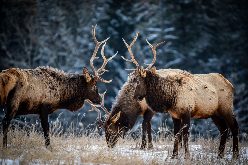 Two bull elk with large antlers grazing together in snowy mountain terrain.