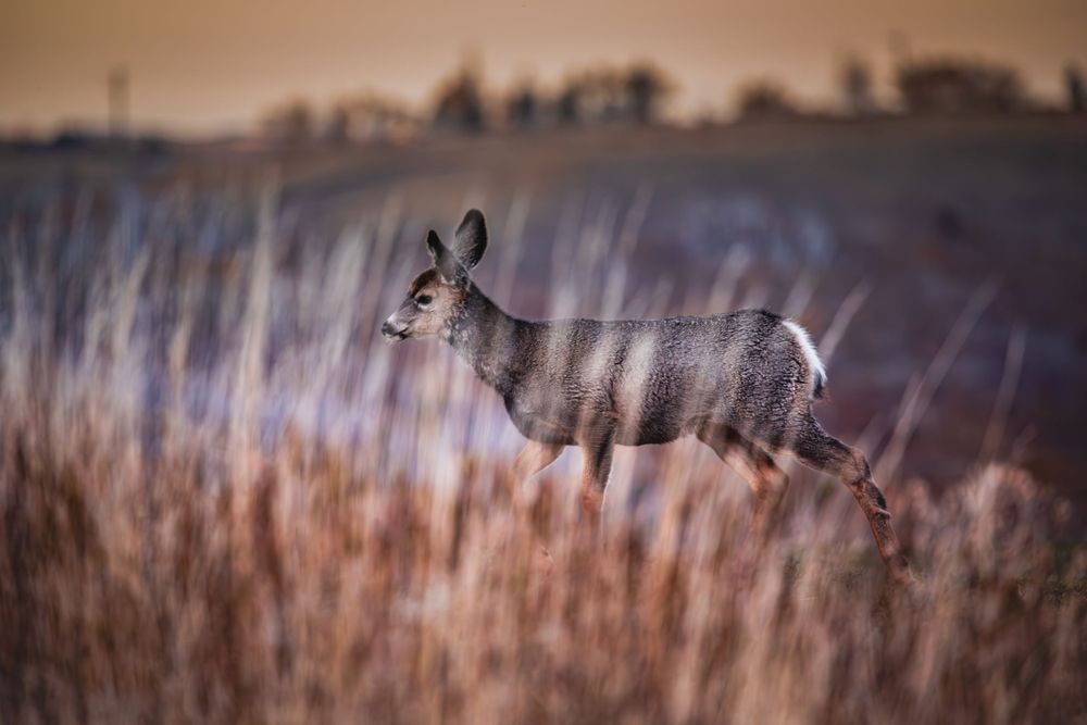 Deer running through tall autumn grass during golden hour in a rural landscape.