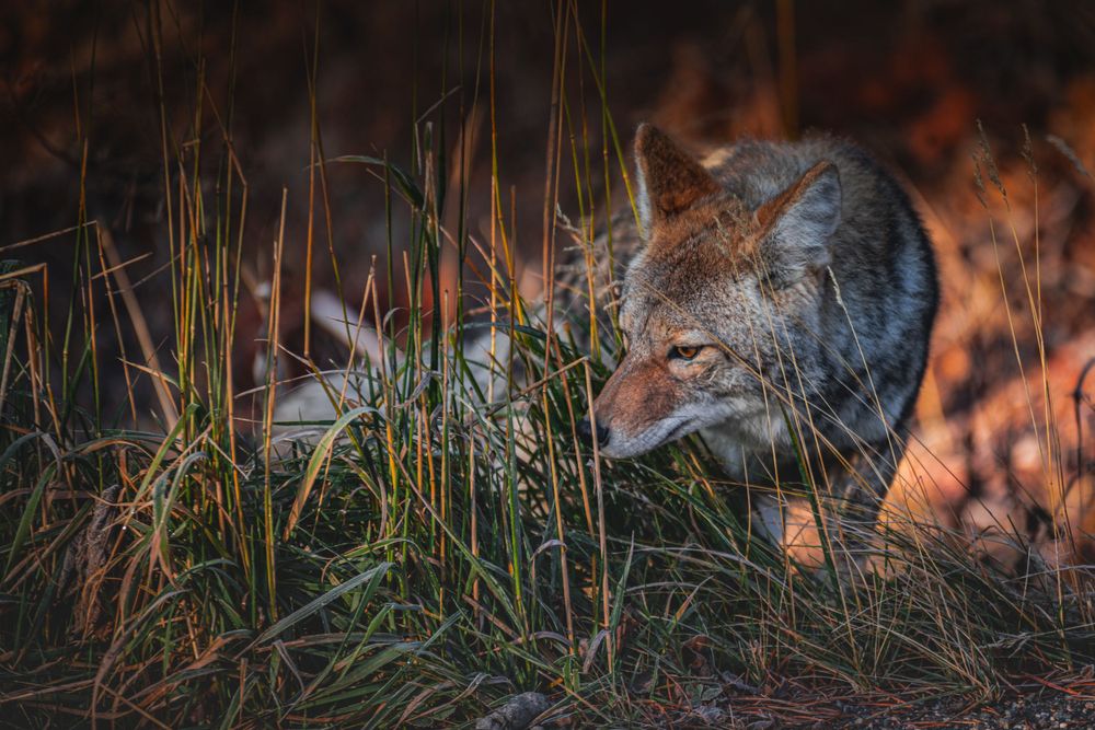 Wild coyote hunting through tall grass at sunset with warm lighting.