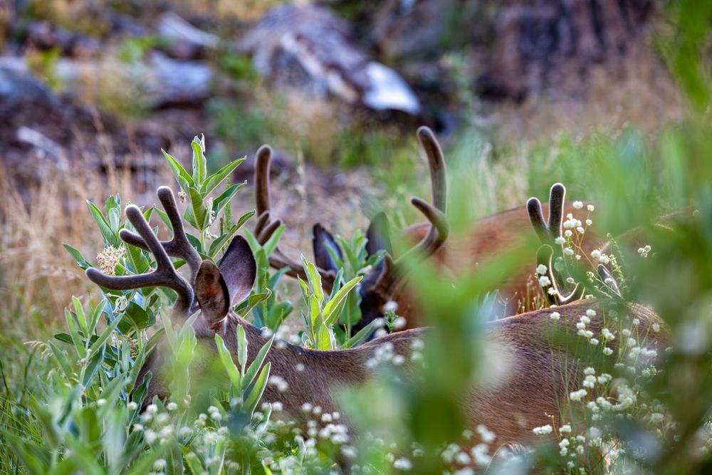Deer antlers peeking through green foliage in a natural forest setting.