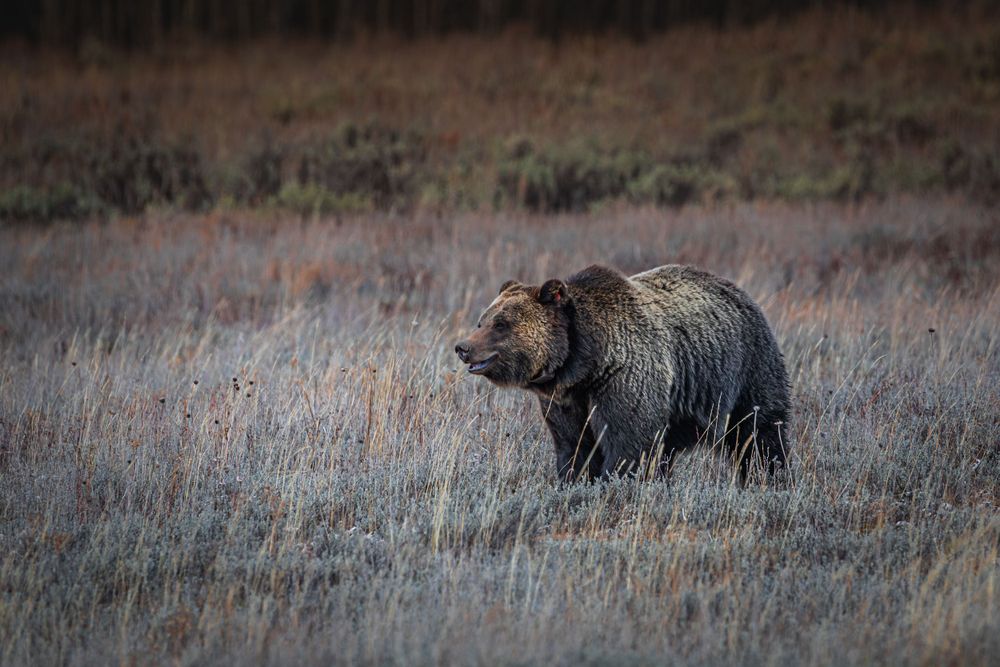 A large grizzly bear walking through dry grass in a wilderness landscape.